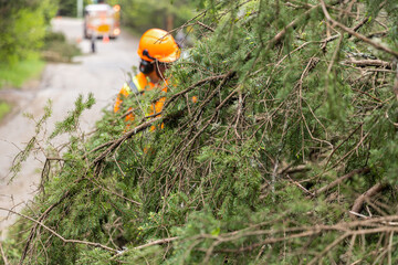 Selective focus shot of a fallen tree obstructing highway after powerful storm, blurry roadworker seen wearing high viz in background with copy space. © Valmedia