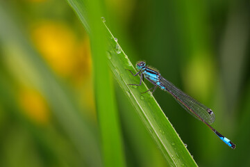 Blue damselfly dragonfly close up on leaf with raindrops