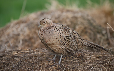 bird, tier, natur, wild lebende tiere, wild, braun, schnabel