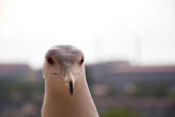 close up of a head of Seagull