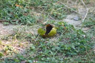 Closeup of green broken nut on grass with selective focus on foreground
