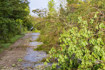 Uprooted trees and severed branches are seen blocking a rural road in Quebec after a storm with high winds. Blurry car headlights seen in background.