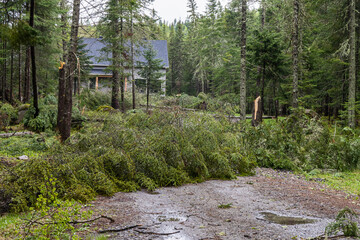 Fallen pine trees and snapped branches are seen obstructing the front drive of a rural home after a...