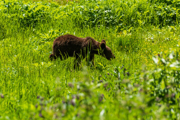 Brown bear cub walking in tall grass. Picture taken in June, in the mountains of Harghita, in central Romania.
