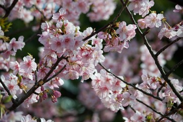 pink cherry blossom