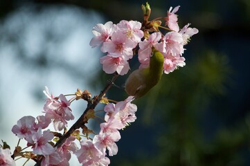 cherry blossom