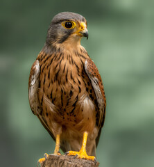 portrait of a eurasian krestel