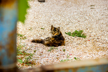 a brown stray cat on the seashells
