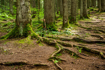 Obraz premium roots of spruce in the Carpathian forest, Skole Beskids National Nature Park, Lviv region of Ukraine
