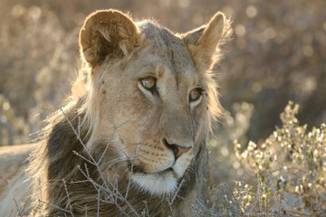 Young male lion in the Kgalagadi, South Africa
