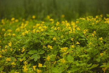 Obraz premium Chelidonium majus, greater celandine herb in meadow yellow flowers closeup selective focus