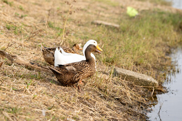 Domestic ducks