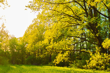 Fototapeta premium A beautiful oak tree in a grassy field with the sun shining through the green branches