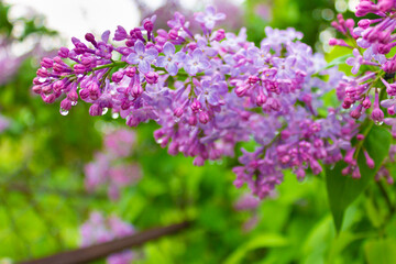 Fototapeta na wymiar Soft focus image of purple lilac blossoming branch. Spring blooming lilac flowers