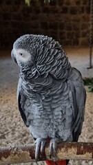 Papagei