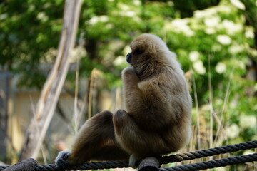 portrait of a long macaque