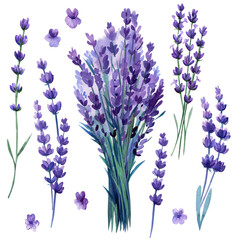 Lavender flowers set, bouquet of lavender flowers on isolated white background, watercolor illustration