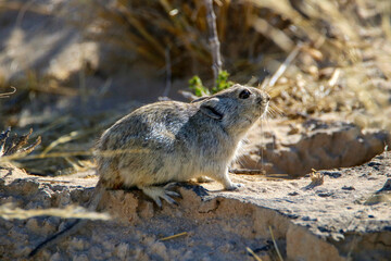 Naklejka na ściany i meble Brant's Whistling Rat (Parotomys brantsii), Kgalaagdi, South Africa