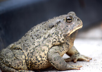 frog on the ground