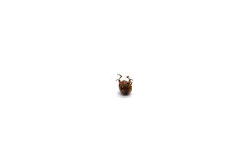 Colorado potato beetle dead on a white background