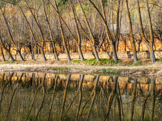 Reflejo de árboles en el río Duero a su paso por Soria