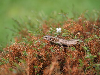 lizard on a tree