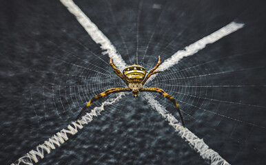 spider on the web