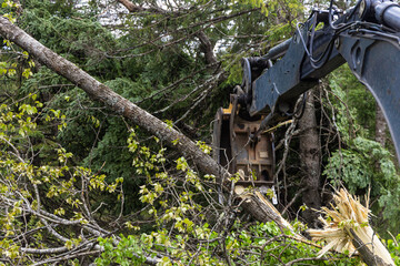 Hydraulic arm of an excavator is seen removing fallen trees in woods. Heavy plant machinery clear...