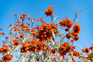Blossoming red flowers on treetop branches on blue sky in spring