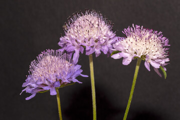 Fiori meravigliosi, Jason