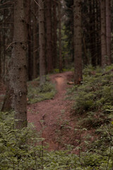 footpath in a dark northern spruce forest with soft selective focus
