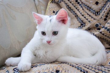 White baby cat with rose ears on pillow