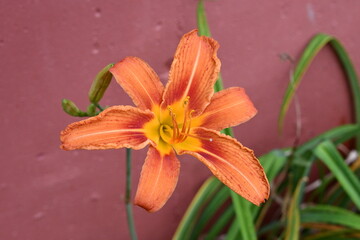 Daylily