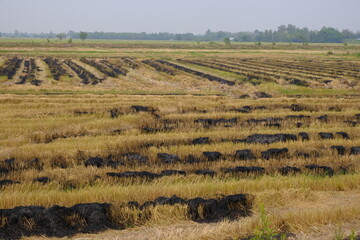 burning dry straw in the field preparing the planting area after harvesting
