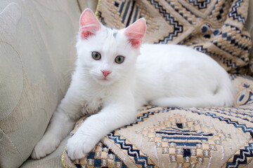 White baby kitten with rose ears playing on pillow