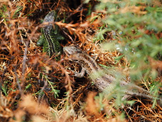 spider on a leaf