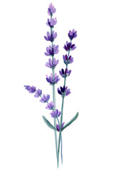 Set of lavender flowers, lavandula flowers on isolated white background, watercolor illustration