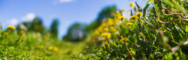 Panoramic background with a close up yellow dandelions in meadow field. Beautiful natural countryside landscape with blurry background and copyspace