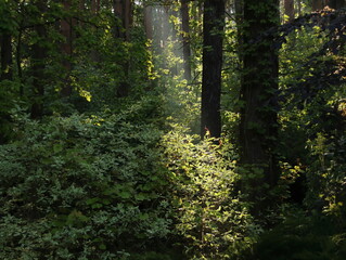 Forest early summer morning