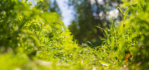 Beautiful natural panoramic countryside landscape. Blooming wild high grass in nature. Pastoral scenery with blurry background and copyspace