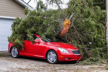 Red car wreckage underneath a mature pine tree after storm brings hurricane force wind and uproots...