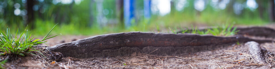 Close-up roots of pine in forest. Low point of view in nature landscape. Blurred nature panoramic background copy space. Ecology environment
