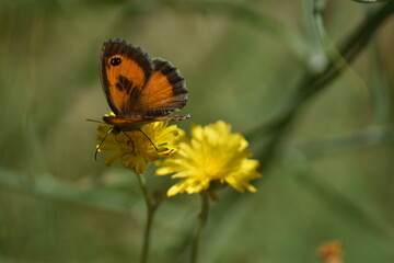 Mariposa lobito jaspeado (pyronia cecilia) libando en un diente de león con fondo difuminado (macro)