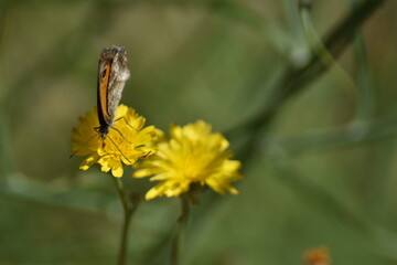 Mariposa lobito jaspeado (pyronia cecilia) libando en un diente de león con fondo difuminado (macro)