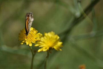 Mariposa lobito jaspeado (pyronia cecilia) libando en un diente de león con fondo difuminado...