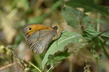 mariposa loba (maniola jurtina) sobre una hoja con fondo difuminado (macro)