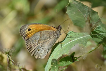 mariposa loba (maniola jurtina) sobre una hoja con una hormiga comiendo la hoja inferior con fondo difuminado (macro)