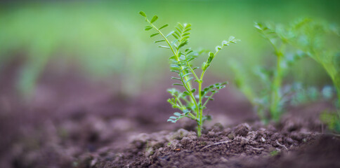 Peas planted in soil get ripe under sun. Cultivated land close up with sprout. Agriculture plant growing in bed row. Green natural food crop