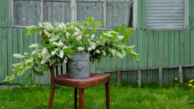 a huge bouquet of fragrant bird cherry in a galvanized retro planter in an old garden in the country