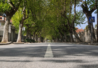 Fototapeta na wymiar Estrada com túnel de árvores, linha tracejada no centro da estrada
